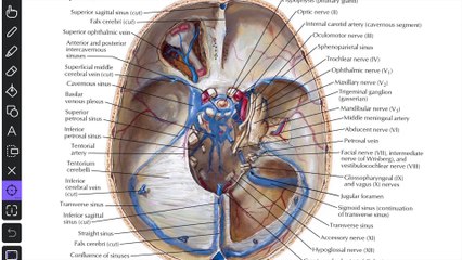 Pituitary gland  (Hypophysis Cerebri) Anatomy