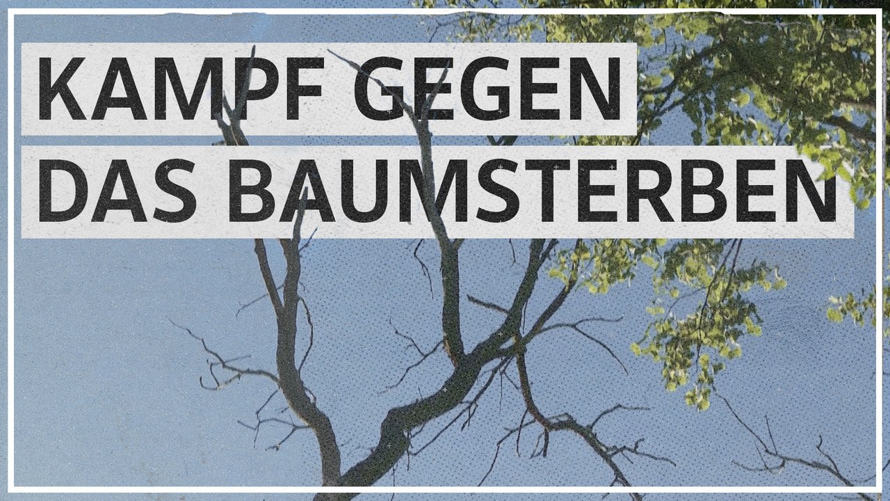 Gegen das Baumsterben: Wie ein Projekt den Wald retten will
