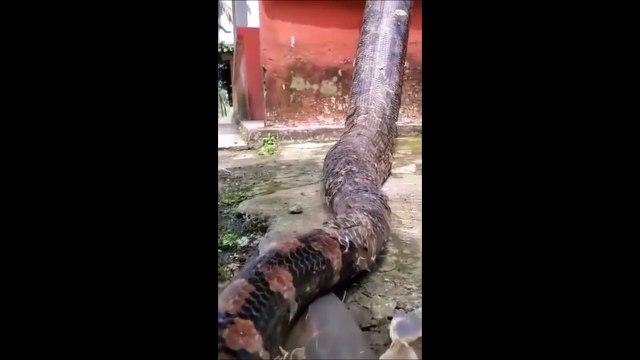 Ce brésilien a un visiteur un peu flippant... énorme anaconda