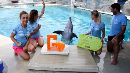 Oltremare Rimini, il video del delfino Golia che compie 29 anni