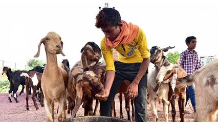 Bakrid 2022 India Date: बकरीद 2022 भारत में कब है | Eid Al Adha 2022 Date India | Boldsky *Religious