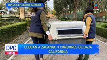 Tres cóndores de Baja California llegan al Parque Ecológico Zacango