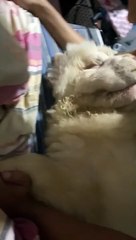 Dog Doesn't Want Dad's Kisses