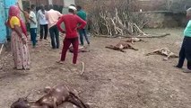 शहर की गलियों में श्वानों का खौफ, बाड़े में 27 बकरियों का शिकार