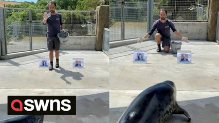 'Psychic' seal predicts who the next UK Prime Minister will be - Ben Wallace