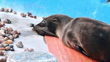 En Argentine, retour en mer pour une otarie sauvée d'une rivière polluée
