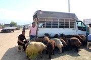 Iğdır'da hayvan pazarında Kurban Bayramı yoğunluğu