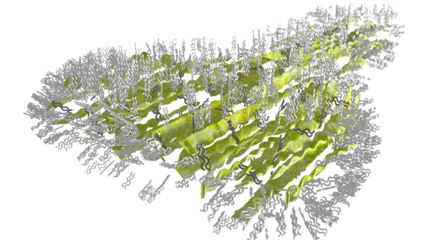 Des images ultra-précises révèlent un secret du gecko pour grimper