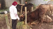 Endonezya'da Kurban Bayramı öncesi hayvan sağlığı kontrolü