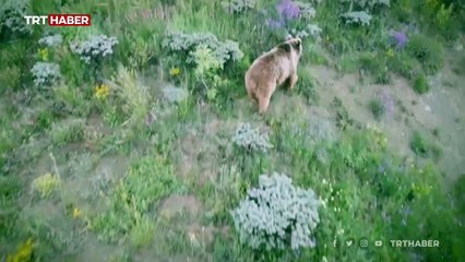 Yemek yemeye gelen ayıyı dronla kovaladı