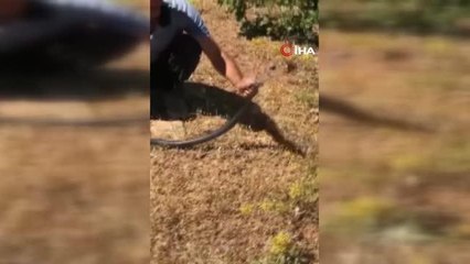 Dağda bulduğu 3 metrelik yılanı önce sevdi, sonra doğaya bıraktı