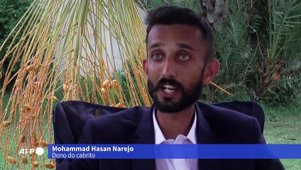 A maior orelha de todos os tempos?