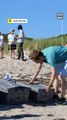 Rehabilitated Sea Turtles Return to Ocean