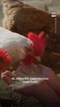 What to Know Before Raising Backyard Chickens