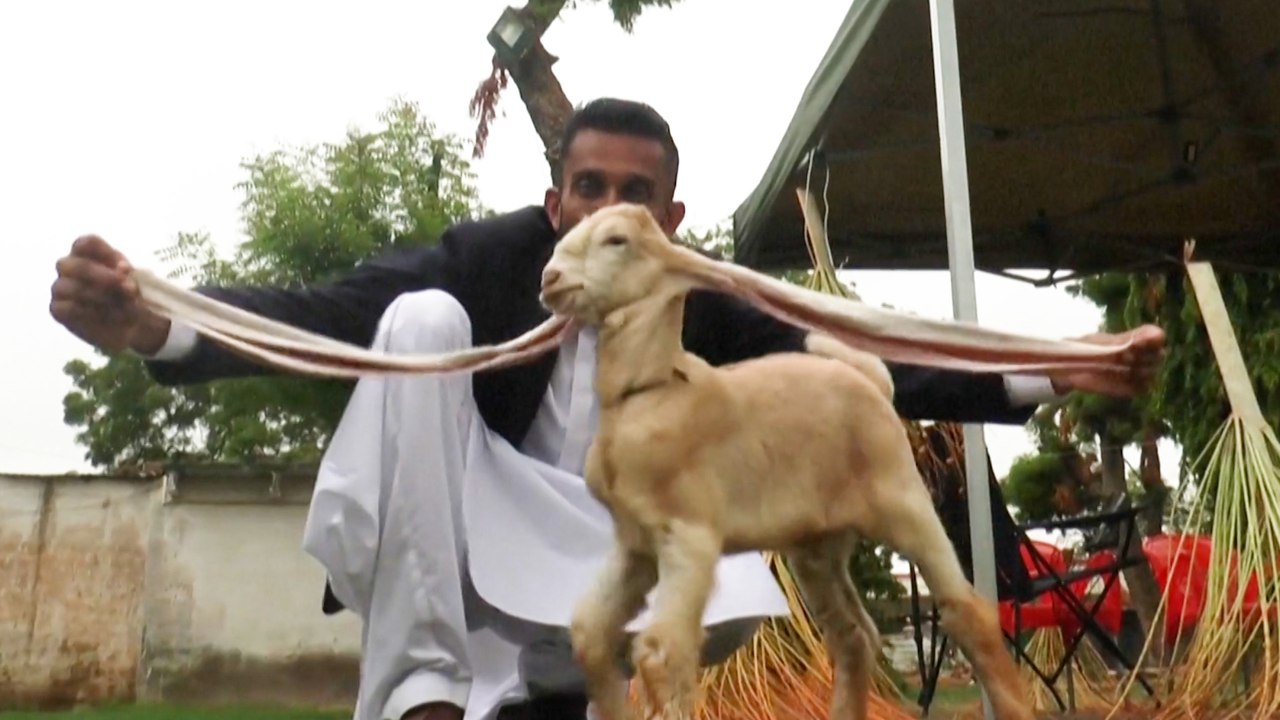 Avec ses oreilles de 54 cm de long, ce chevreau fascine le Pakistan (et le monde)