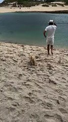 Puppy's First Day at the Beach
