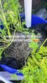 Lady Finds 5 Newborn Bunnies in Carrot Bucket
