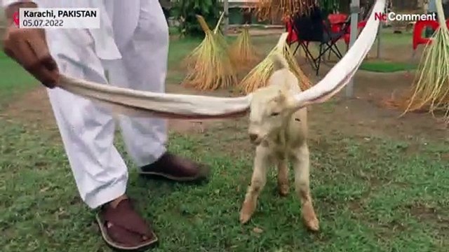 Пакистан: козленок с длинными ушами стал звездой местных СМИ
