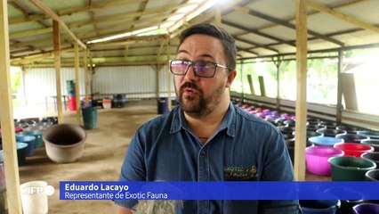 Ranas, boas y arañas por correo, el negocio de exportación de animales en Nicaragua