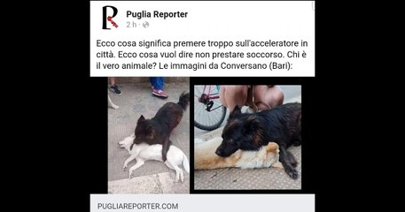 Conversano (Bari) cagnolino veglia sull'amico morto investito - link video su www.pugliareporter.com