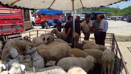ZONGULDAK - Kurbanlık hayvan satıcıları arife günü satışların artacağını umut ediyor