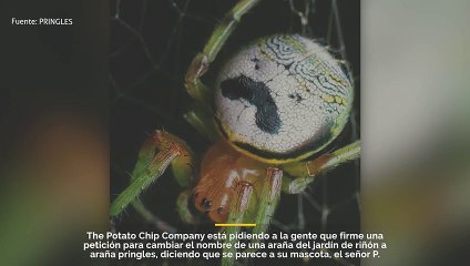 Pringles está pidiendo a la gente que firme una petición para cambiar el nombre de una araña por su mascota, el Sr. P