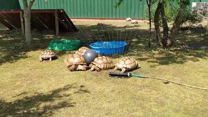Even Tortoises Love Playing in the Sprinkler