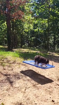 Australian Shepherd Enjoys Playing on Swing