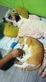Tamu the Cat Refuses to Leave Bunso the Sick Dog
