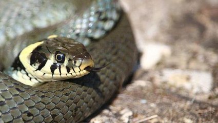 Yılan hakkında şikayet alan yetkililer, elektrik trafosundaki feci görüntü nedeniyle donup kaldı