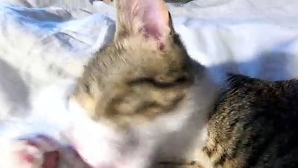 If Cats Could Talk, They Wouldn't