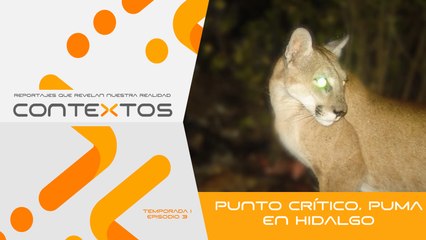 T1 Ep. 03 - Punto crítico, puma en Hidalgo | Contextos, reportajes que revelan nuestra realidad.