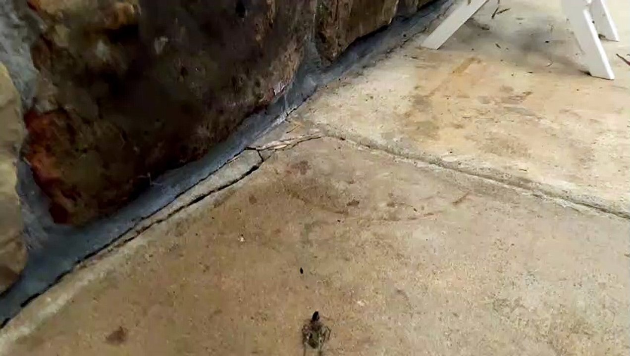 Tarantula Hawk Drags Prey to Den