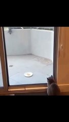 Cat and Squirrel most funny moment