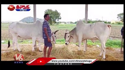Farmers Hiring Rent Bulls For Farming | V6 Teenmaar