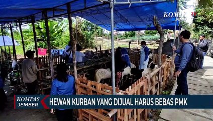 Pemkab Banyuwangi Periksa Kesehatan Hewan Kurban di Lapak Pedagang