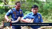 Ular Sanca Panjang 4 Meter Seberat 20 Kg di Gunungkidul Dievakuasi Damkar