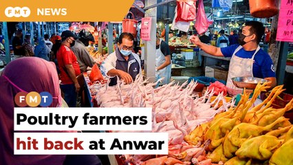 Try running a chicken farm, Anwar told