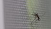 Tipps gegen nervige Mückenstiche im Sommer