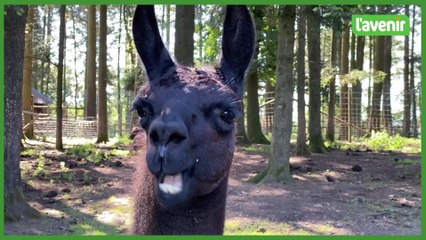 Le métier de soigneur animalier au parc Forestia