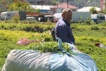 YAŞ ÇAYDA REKOLTE, YÜZDE 20 DÜŞTÜ