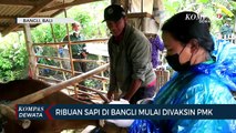 Ribuan Sapi Di Kabupaten Bangli Mulai Divaksin PMK