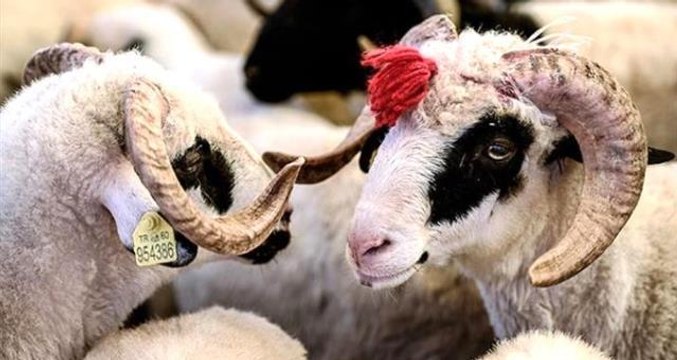 Zincir marketlerde kurban kesmek caiz mi? Diyanete göre marketler yoluyla kurban kesmek caiz mi?