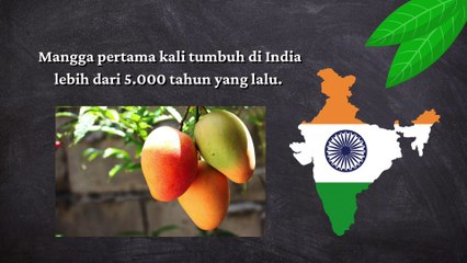 Fakta dari buah mangga