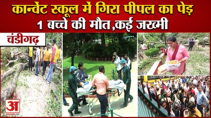 Tree Fell On Children At Carmel Convent School In Chandigarh|कार्मेल कॉन्वेंट स्कूल में गिरा पेड़
