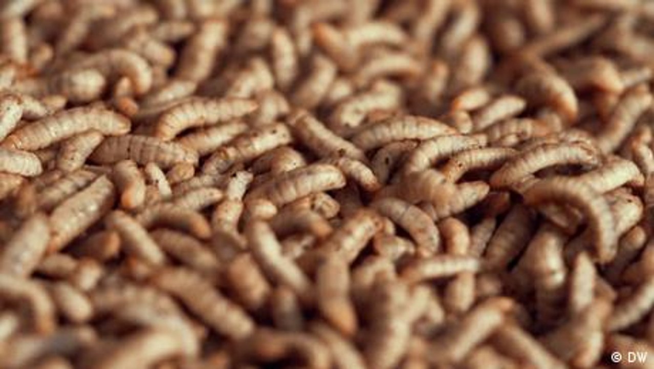 Bugs: A superfood bogged down by bureaucracy