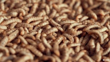 Bugs: A superfood bogged down by bureaucracy