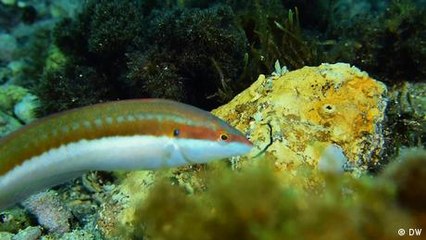 Spain: Removing lead from the sea