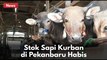 Jelang Lebaran Idul Adha, Pedagang Sapi di Pekanbaru Kebahisan Stok !!