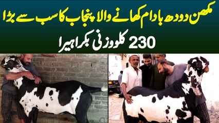 Makhan Doodh Badam Khane Wala Punjab Ka Sab Se Bara 230 Kg Bakra "Heera'